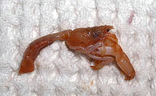 Upogebia pusilla